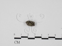 登錄號:F0017895藏品圖，第3張