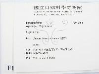 鬼傘屬藏品圖，第2張