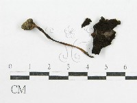鬼傘屬藏品圖，第1張