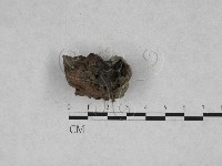登錄號:F0017901藏品圖，第3張