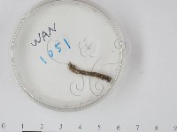 登錄號:F0017904藏品圖，第1張