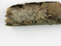 登錄號:F0017905藏品圖，第1張