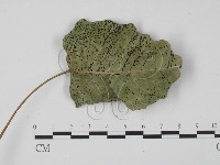 登錄號:F0017905藏品圖，第3張