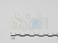 登錄號:F0017907藏品圖，第1張