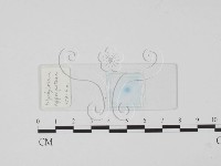 登錄號:F0017911藏品圖，第1張
