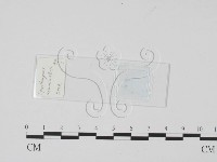 登錄號:F0017915藏品圖，第1張