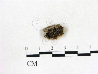 登錄號:F0017917藏品圖，第1張