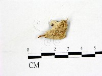 登錄號:F0017918藏品圖，第1張