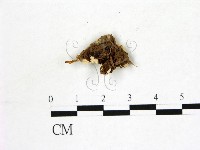 登錄號:F0017918藏品圖，第3張