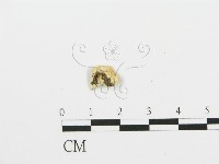 登錄號:F0017919藏品圖，第1張