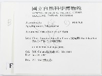 煙管菌藏品圖，第2張