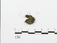 煙管菌藏品圖，第3張