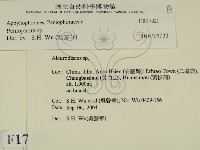 筍殼菌屬藏品圖，第2張