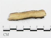 筍殼菌屬藏品圖，第3張