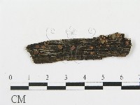 筍殼菌屬藏品圖，第4張