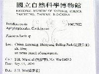 顯絲菌屬藏品圖，第2張