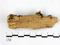 顯絲菌屬藏品圖，第1張