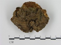 登錄號:F0017924藏品圖，第1張