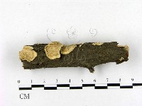 登錄號:F0017925藏品圖，第1張
