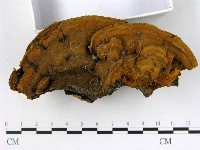 登錄號:F0017926藏品圖，第3張