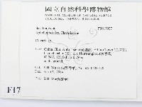 珊瑚菌屬藏品圖，第2張