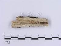 登錄號:F0017928藏品圖，第3張