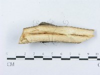 登錄號:F0017931藏品圖，第3張
