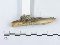 登錄號:F0017931藏品圖，第4張
