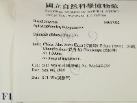 偏腫栓菌藏品圖，第2張