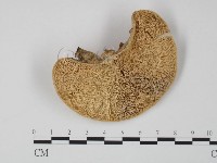 偏腫栓菌藏品圖，第1張