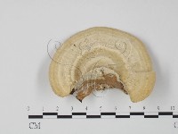 偏腫栓菌藏品圖，第3張