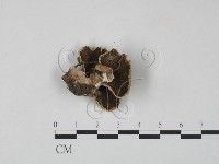 雲芝藏品圖，第3張