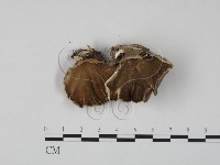 雲芝藏品圖，第3張