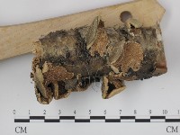 附毛菌屬藏品圖，第3張