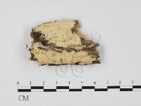 登錄號:F0017939藏品圖，第1張