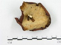 登錄號:F0017942藏品圖，第1張