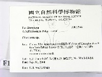 膠孔菌屬藏品圖，第2張