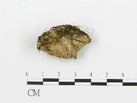 煙管菌藏品圖，第3張