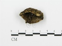 煙管菌藏品圖，第4張