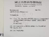 附毛菌屬藏品圖，第2張