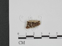 附毛菌屬藏品圖，第1張