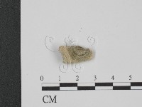 附毛菌屬藏品圖，第3張