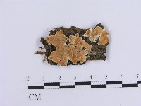 登錄號:F0017952藏品圖，第1張