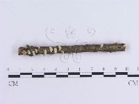登錄號:F0017961藏品圖，第1張