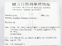 木層孔菌屬藏品圖，第2張