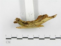 木層孔菌屬藏品圖，第4張