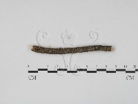 登錄號:F0017966藏品圖，第1張