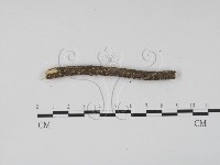 登錄號:F0017966藏品圖，第4張
