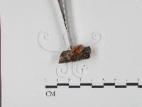 登錄號:F0017967藏品圖，第1張