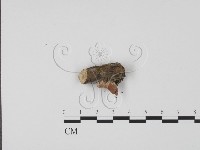 登錄號:F0017967藏品圖，第3張